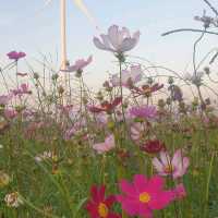 Cosmos flower field @ Chaiyaphum,Thailand