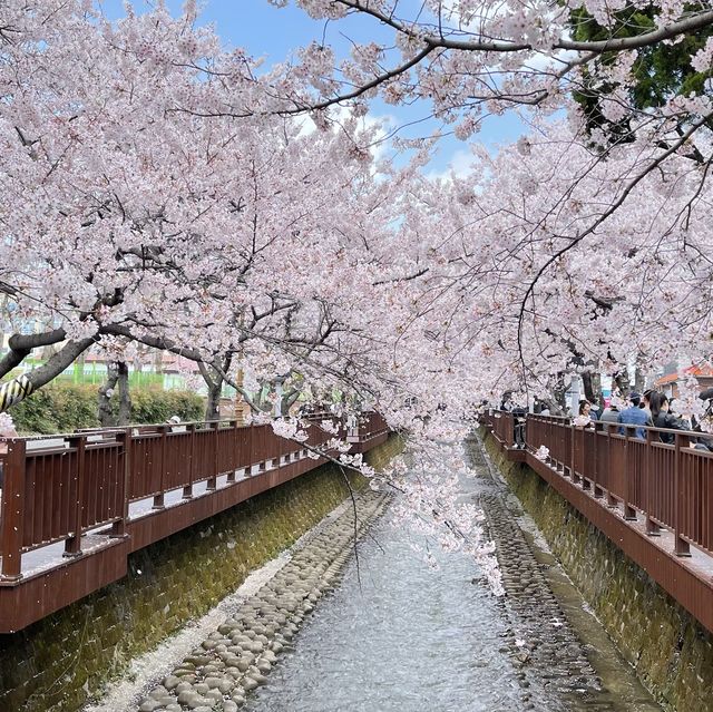 진해 군항제 벚꽃