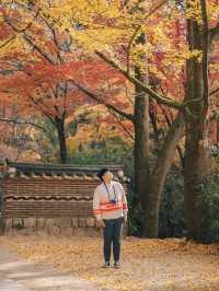 가을 단풍 명소, 경주 불국사🍁