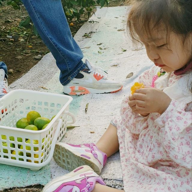 제주 가족여행 감귤따기체험 천제연농원 다녀왔어요