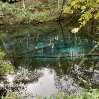 原生林🌳の中の神秘の池　神の子池