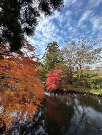 大分の紅葉🍁