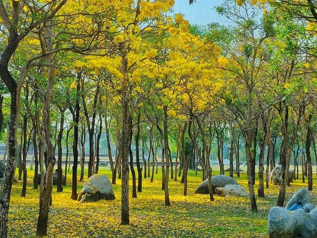 ตะเบบูย่า พุทธมณฑลสาย4