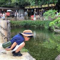 岡山後樂園🏞城巿中既後花園