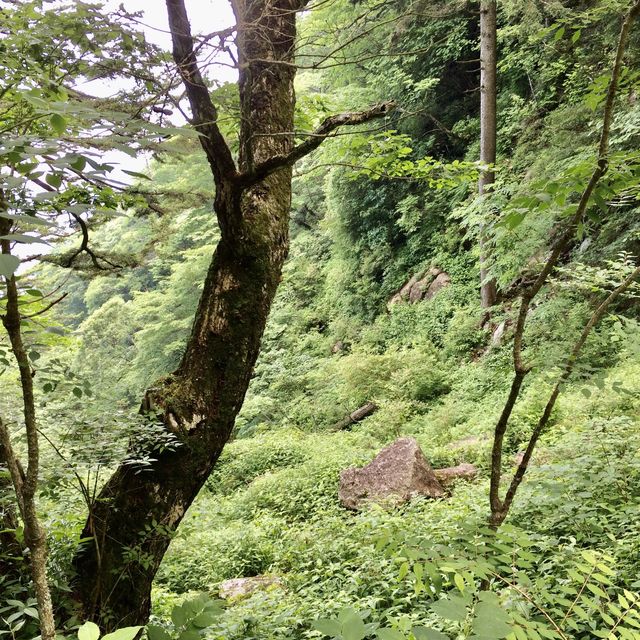 夏の三ツ峠山