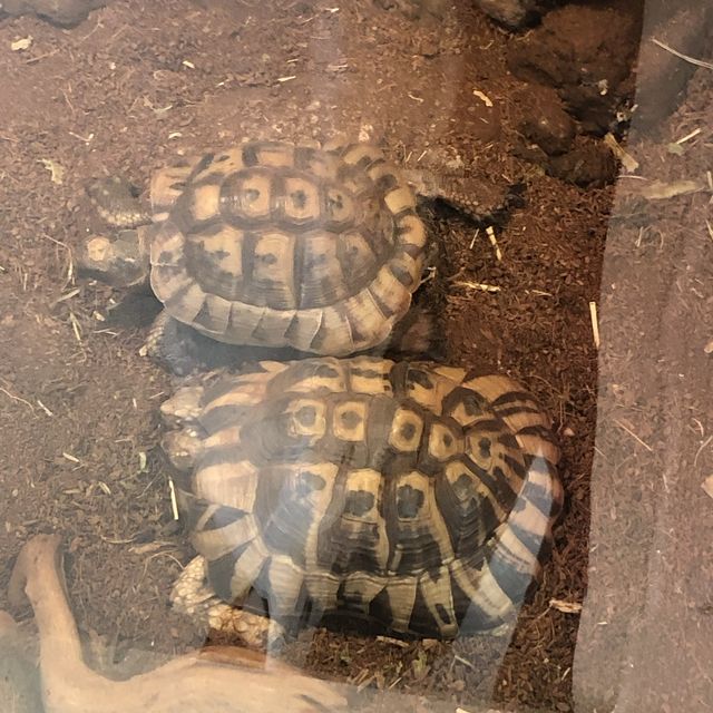 [경주 핫플] 경주 동물원_동궁원