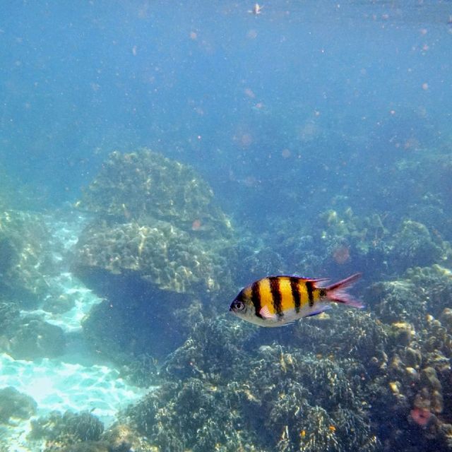 Koh Kradan, Trang