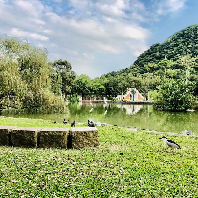 😍最可愛的都在大湖公園🤩完美無瑕的夕陽餘暉🌅