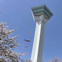 北海道　五稜郭タワーと桜