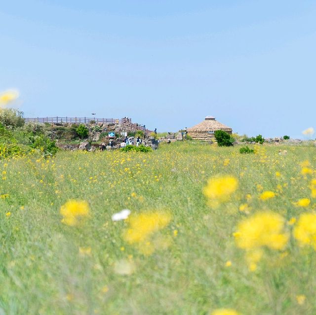 제주 가파도 청보리밭