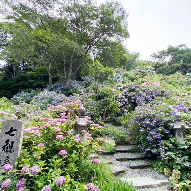 【兵庫県】華観音寺あじさい寺で1万株の紫陽花を愛でる！