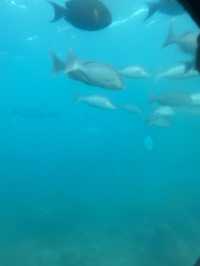 沖縄🌴海にもぐってお魚をみよう！ブセナ海中展望塔🐟