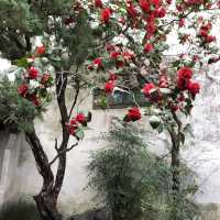 A renowned classical Chinese garden in Suzhou