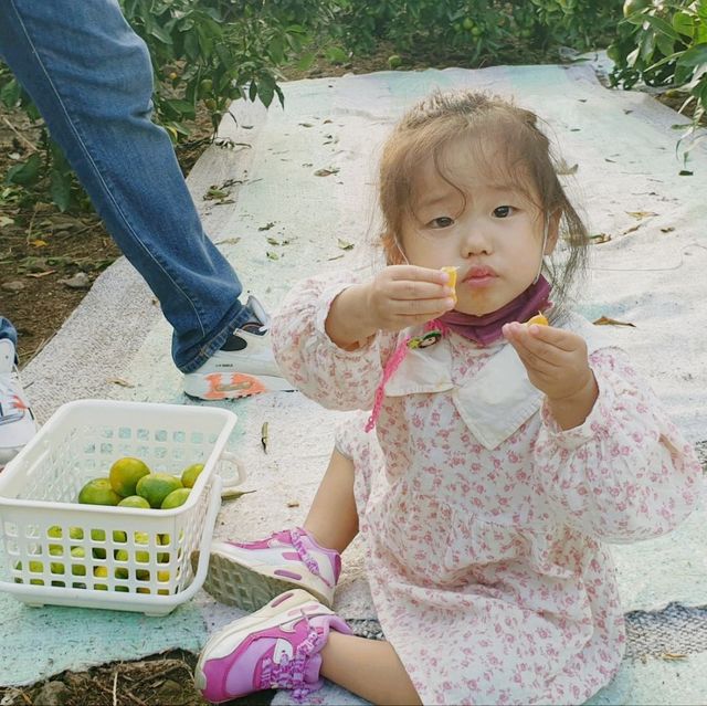 제주 가족여행 감귤따기체험 천제연농원 다녀왔어요