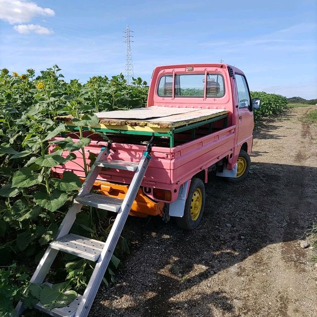愛知県！秋の花畑でひまわりが満開