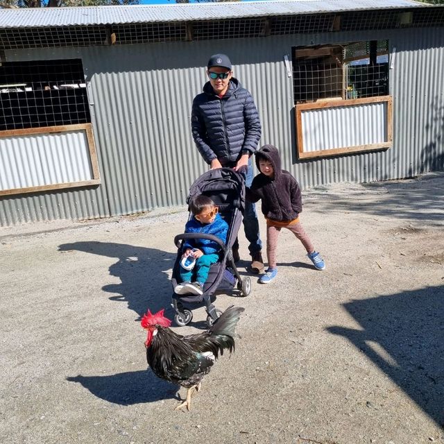 Kids Love Caversham Wildlife Park