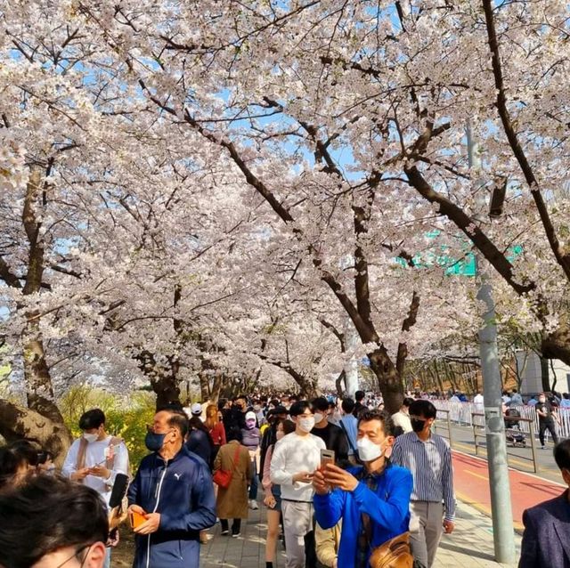 어느봄날에즐긴 꽃놀이.  그리고 벚꽃