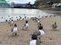 【福島】猪苗代湖とかわいいカモ🦆