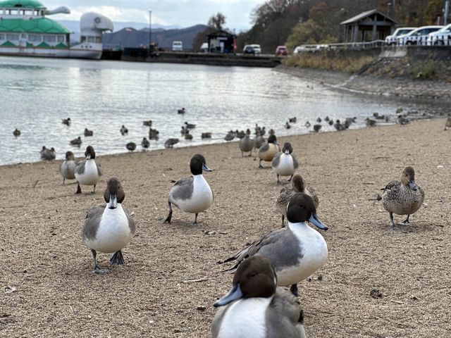 【福島】猪苗代湖とかわいいカモ🦆