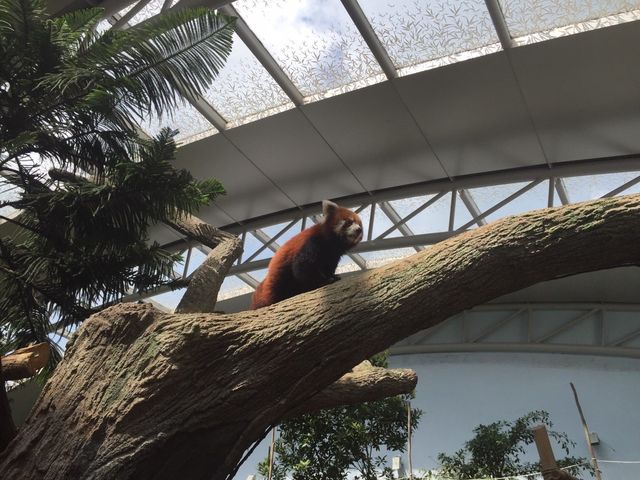 Singapore Zoo 🐒