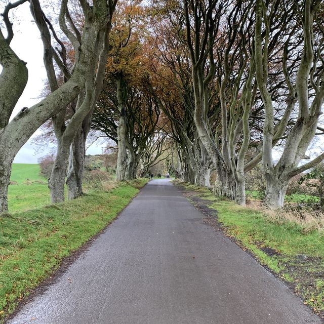 My GOT Fans… The Dark Hedges!