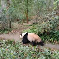 Giant Panda Breeding Research Base, Chengdu