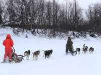 北極圈的哈士奇雪橇