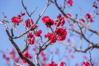 【Kyoto · Chishakuin · Red Plum Blossom · 2023】
