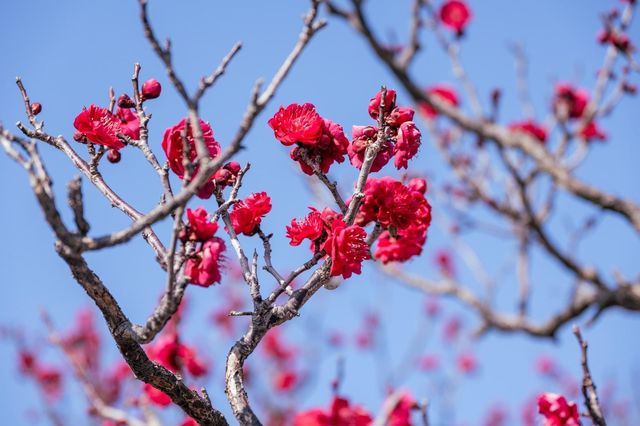 【Kyoto · Chishakuin · Red Plum Blossom · 2023】