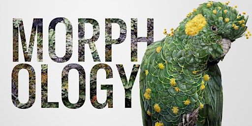 Morphology by Josh Dykgraaf Exhibition Opening | SOL GALLERY