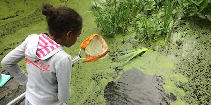 Dyke dipping at NWT Hickling Broad (EDU FAMILY) | Norfolk Wildlife Trust Hickling Visitor Centre
