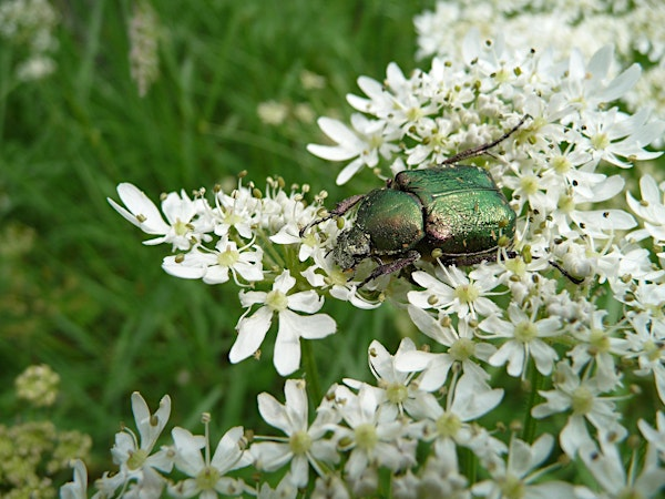 Nature Detectives at Kingcombe | The Kingcombe Centre