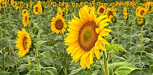 Niagara Sunflower Festival for Ukrainian Relief 2026. | London Born Wines Co. Events Location @ 3749 Walker Rd