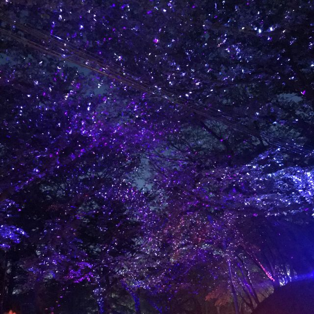 [인천] 나무에 별이 열렸네?, 수봉공원 별빛축제 후기 