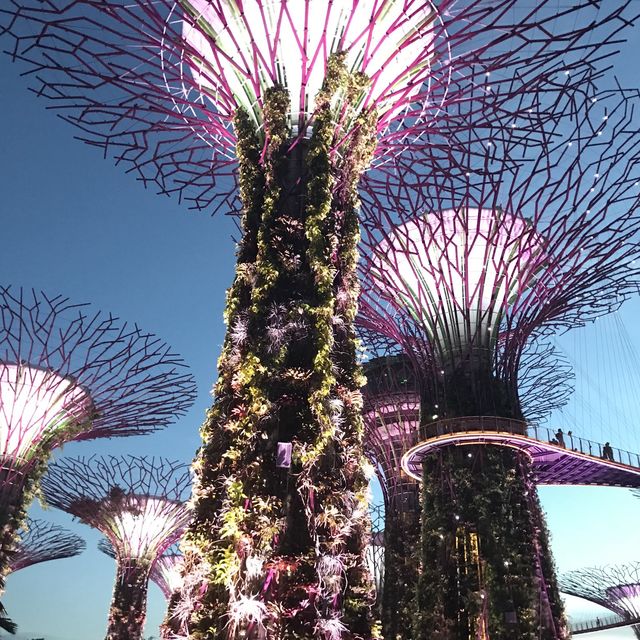 新加坡🇸🇬Marina Bay溫室🌸🌼花迷必去