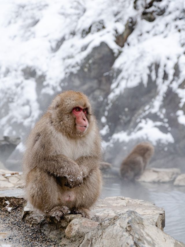 The Snow Monkeys of Jigokudani