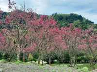 【桃園】復興景點-悠然秘境小屋賞櫻