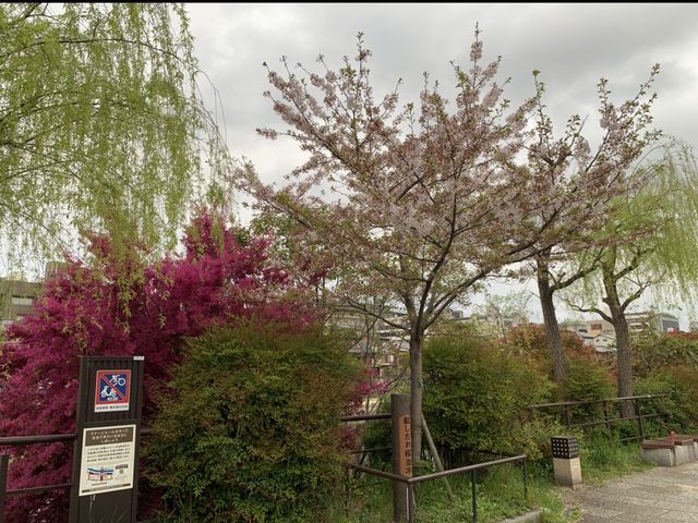 京都　KYOTO SAKURAめぐり！四条通りから南座まで散策してみた！
