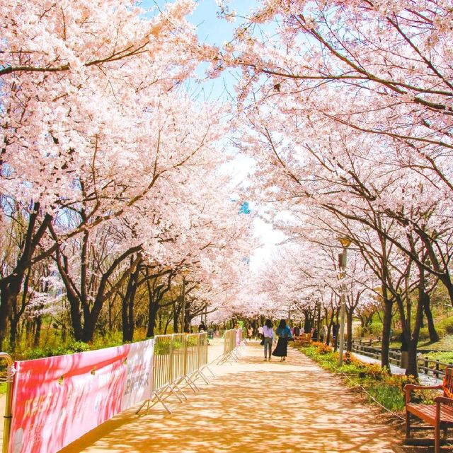 서울벚꽃 명소 서울숲
