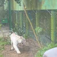 六福村樂園｜刺激的遊樂設施和可愛的野生動物，值得票價