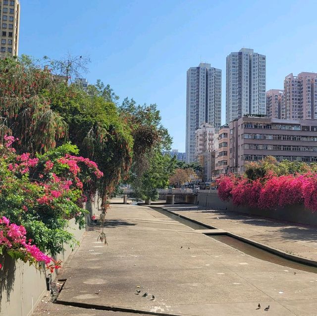 春天賞花好去處 ～ 鐘聲徑 