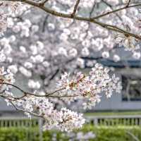 目黒川雅叙園マンション前付近の桜