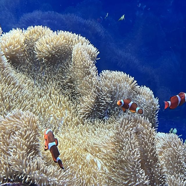 名古屋港水族館🐟