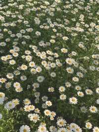 [호수공원] 꽃구경하고 피크닉즐기기 🌼
