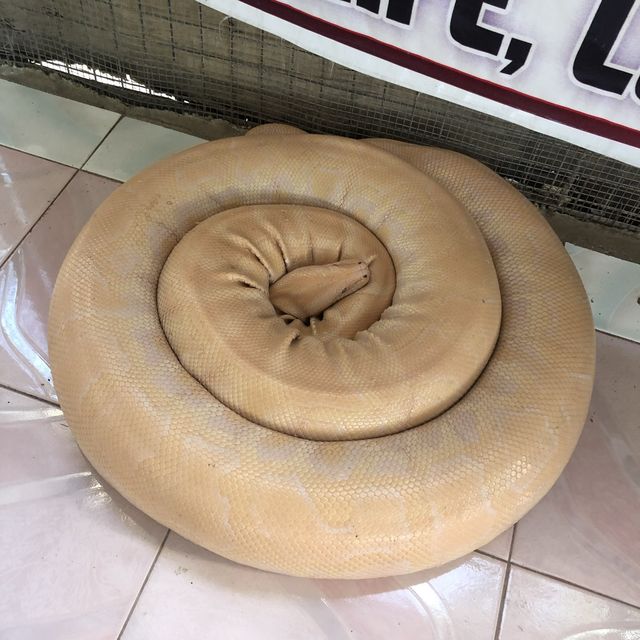 필리핀 보홀 동물원에서 뱀 만지기 체험하기 