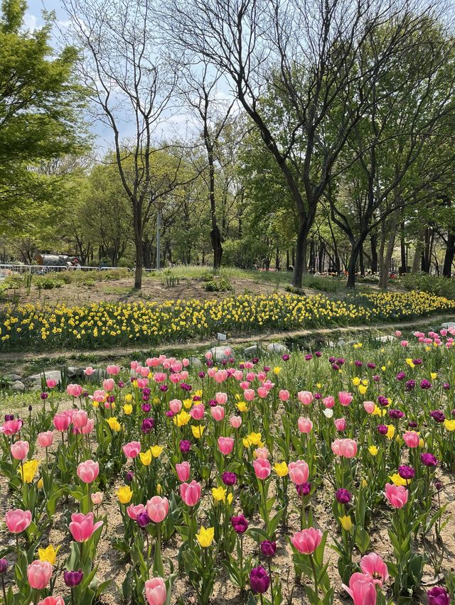 서울 튤립 명소🌷서울숲💖