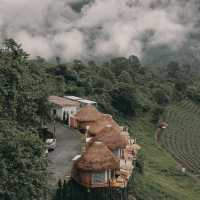 Cozy Wild เชียงใหม่