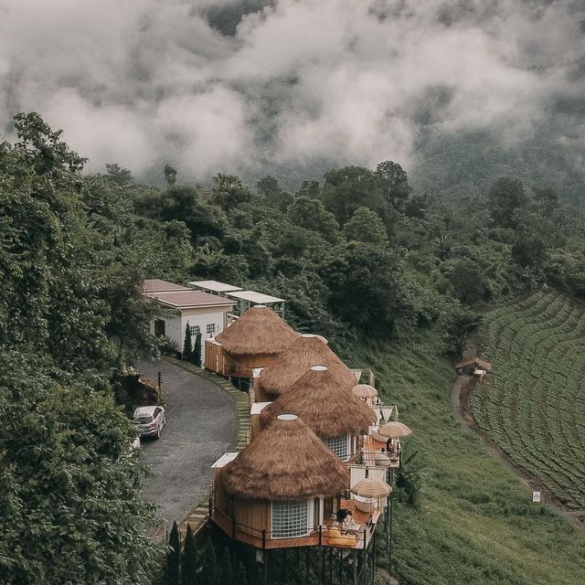 Cozy Wild เชียงใหม่