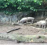 新加坡🇸🇬親子活動必到新加坡🇸🇬動物園❤️