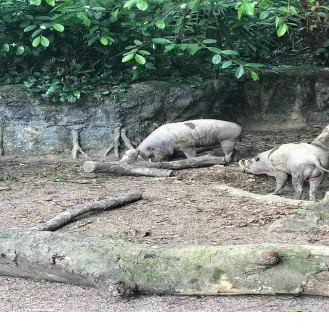 新加坡🇸🇬親子活動必到新加坡🇸🇬動物園❤️